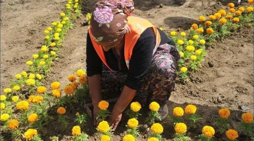 Boz&uuml;y&uuml;k &Ccedil;i&ccedil;eklerle Ta&ccedil;lanıyor