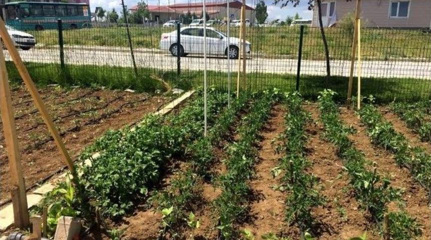 Hobi Bah&ccedil;elerinde Sebze Yetiştiriciliği Anlatıldı