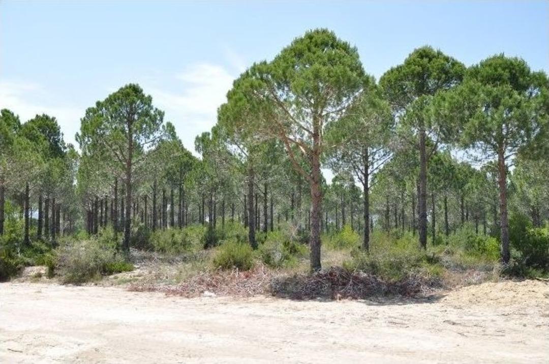 Manavgat&rsquo;a Bal Ormanı