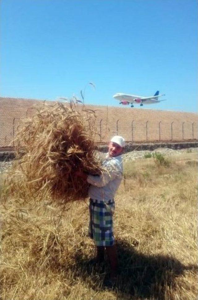 Havalimanıyla Komşu Olan Çifçiler Uçaklarla İç İçe Yaşıyor