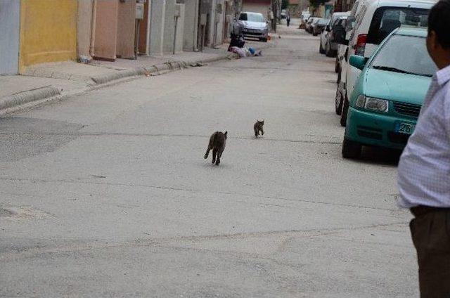 Yavru Kedi İtfaiye Ekiplerini Seferber Etti