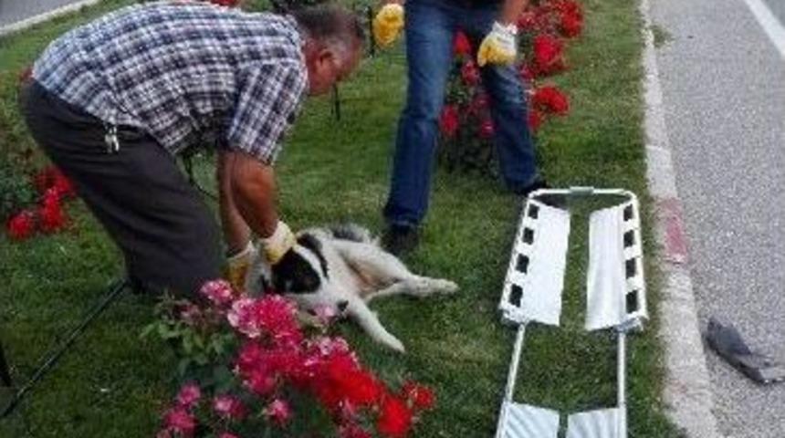 Bilecik&rsquo;te Bir Aracın &Ccedil;arptığı K&ouml;pek Tedavi Altına Alındı