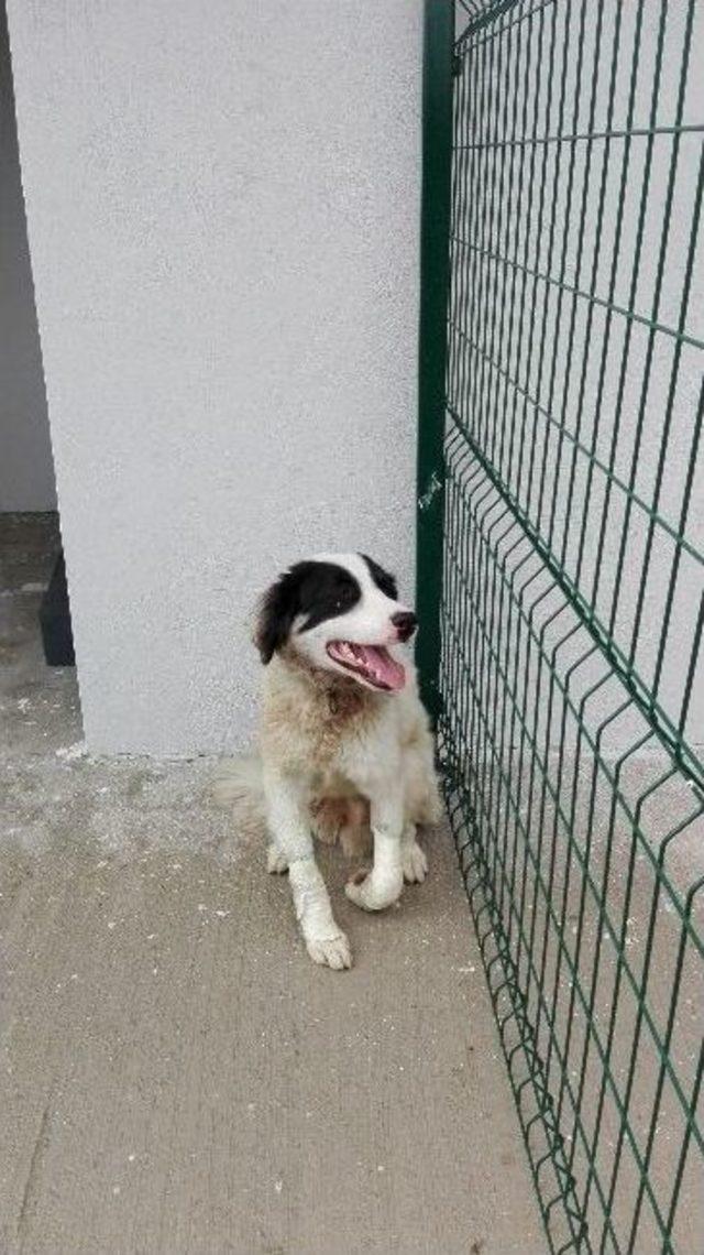 Bilecik’te Bir Aracın Çarptığı Köpek Tedavi Altına Alındı