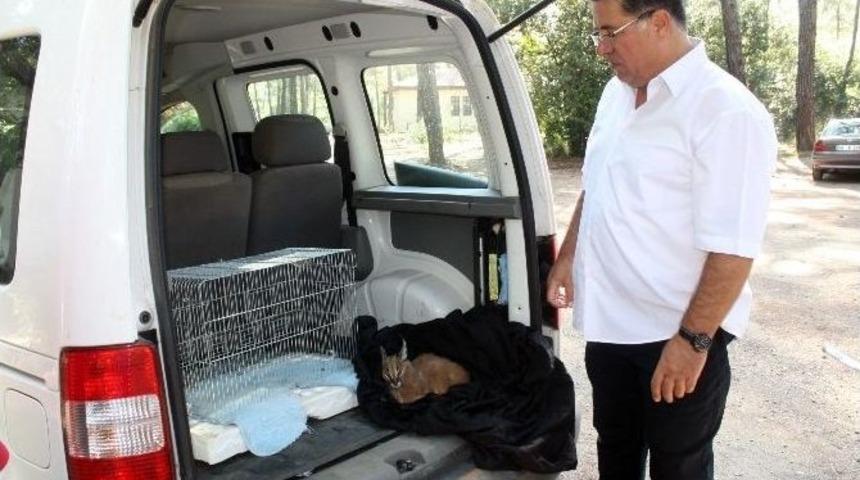 Dizi Oyuncularının Bulduğu Yavru Karakulak Tedavi Altına Alındı