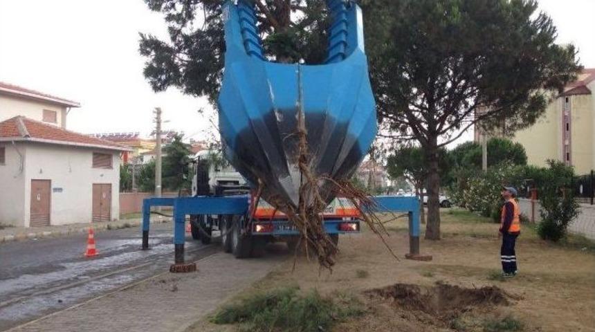 Ağa&ccedil;lar Nakil Edildi