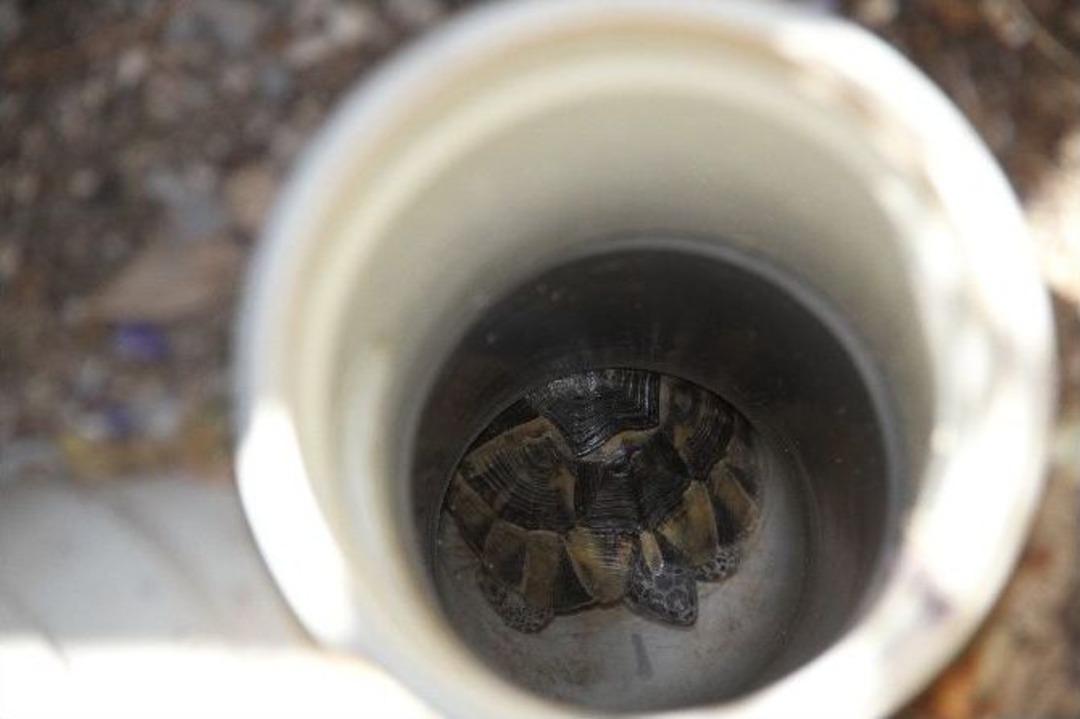 Akut Ve İtfaiyeden Kaplumbağa Operasyonu