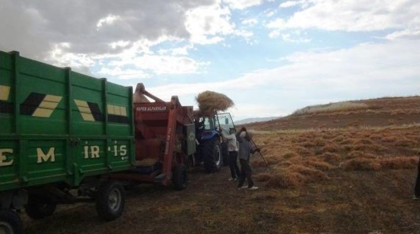 35 Derece Sıcakta Oruçlu Halde Mercimek Hasadı Yapıyorlar