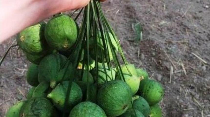 &Ouml;demiş&rsquo;te İncir İ&ccedil;in İlekleme D&ouml;nemi Başladı