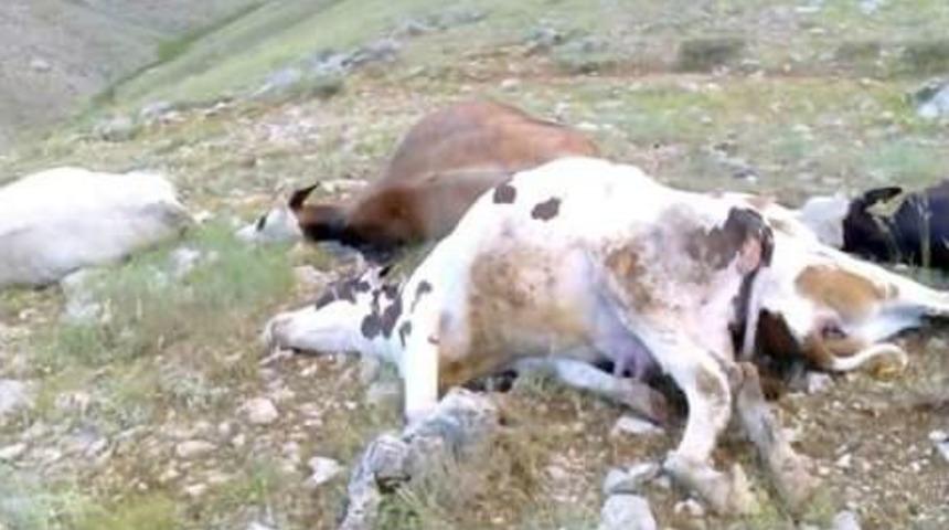 Yıldırım D&uuml;şmesi Sonucu 5 İnek Telef Oldu