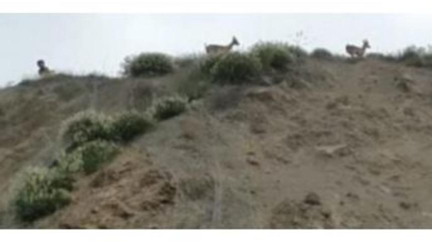 Tellere Takılan Dağ Ke&ccedil;ilerini &Ccedil;ocuklar Kurtardı