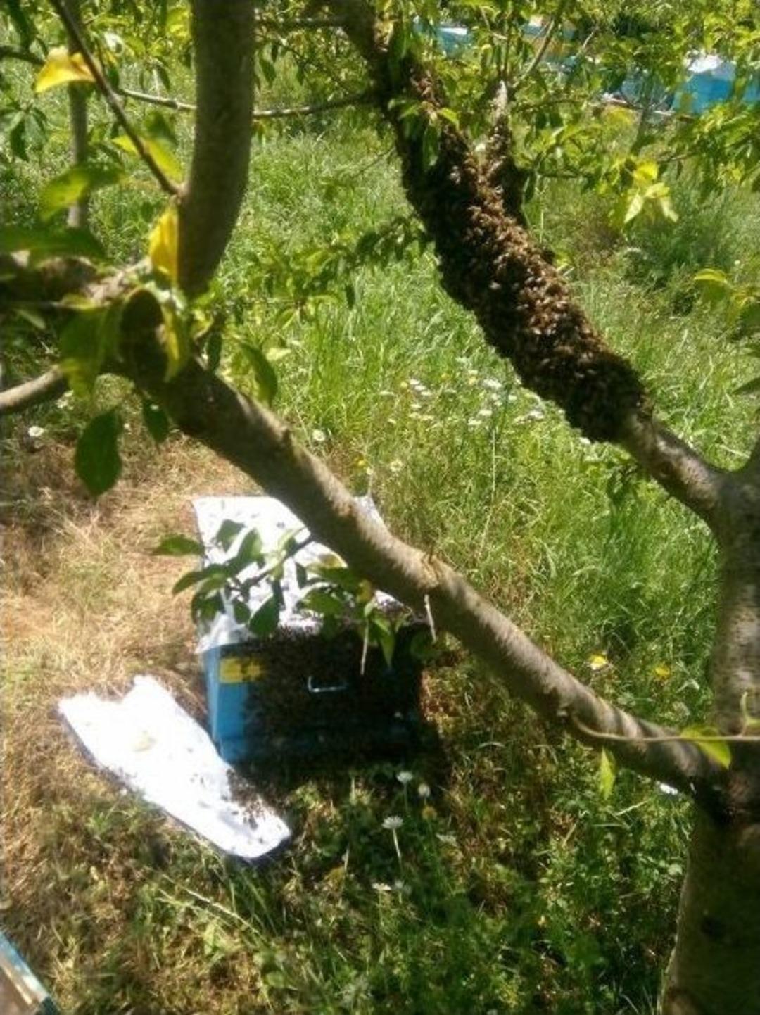 Dağ Y&ouml;resinde Arı Bereketi