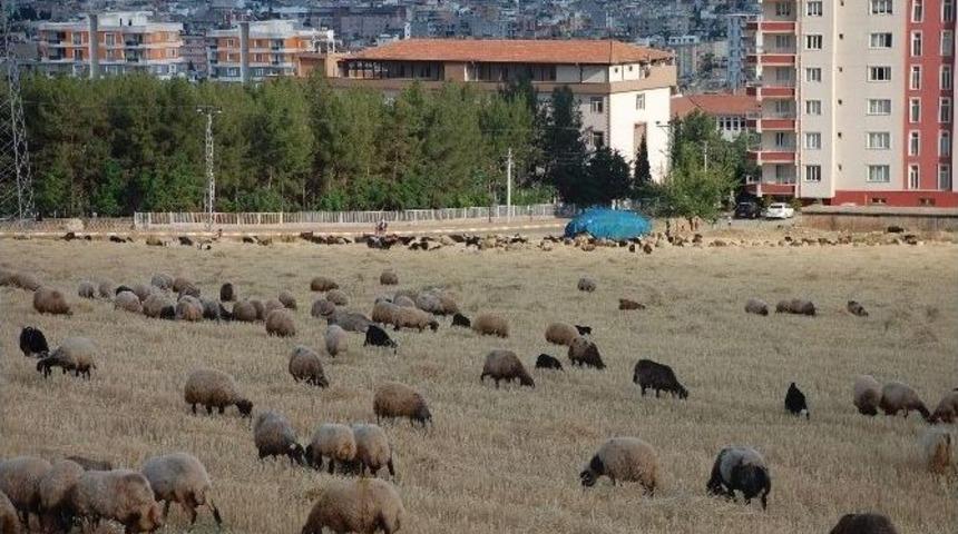 Buğday Ve Arpa Hasadı Hayvan Sahiplerinin Y&uuml;z&uuml;n&uuml; G&uuml;ld&uuml;rd&uuml;