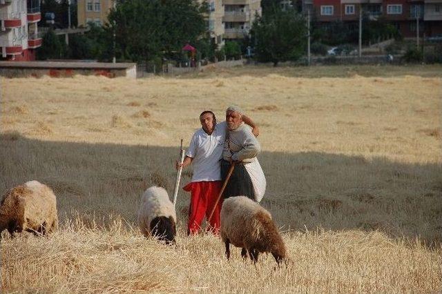 Buğday Ve Arpa Hasadı Hayvan Sahiplerinin Yüzünü Güldürdü