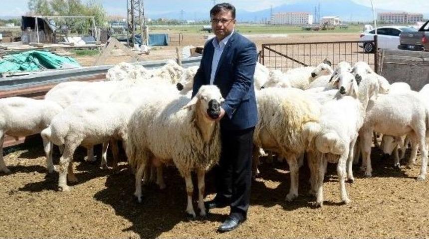 Mera Tecav&uuml;zleri Hayvancılığı Bitiriyor