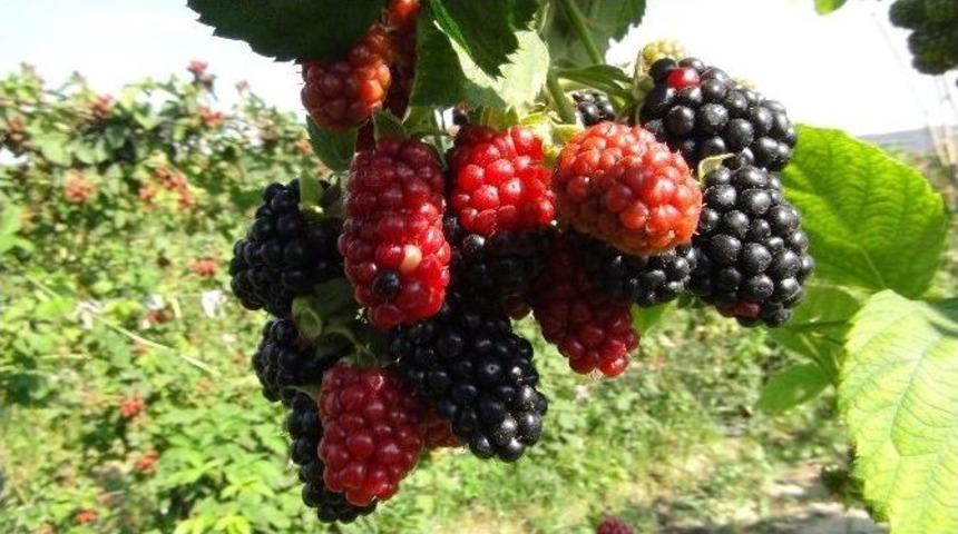 Silifke&rsquo;de B&ouml;ğ&uuml;rtlen Hasadı Başladı