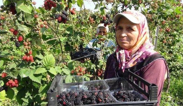 Silifke’de Böğürtlen Hasadı Başladı