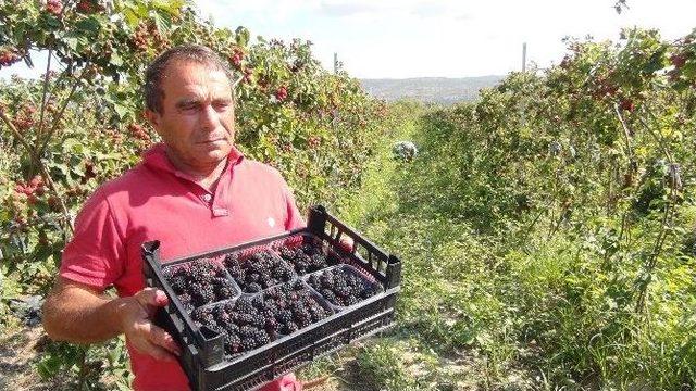 Silifke’de Böğürtlen Hasadı Başladı