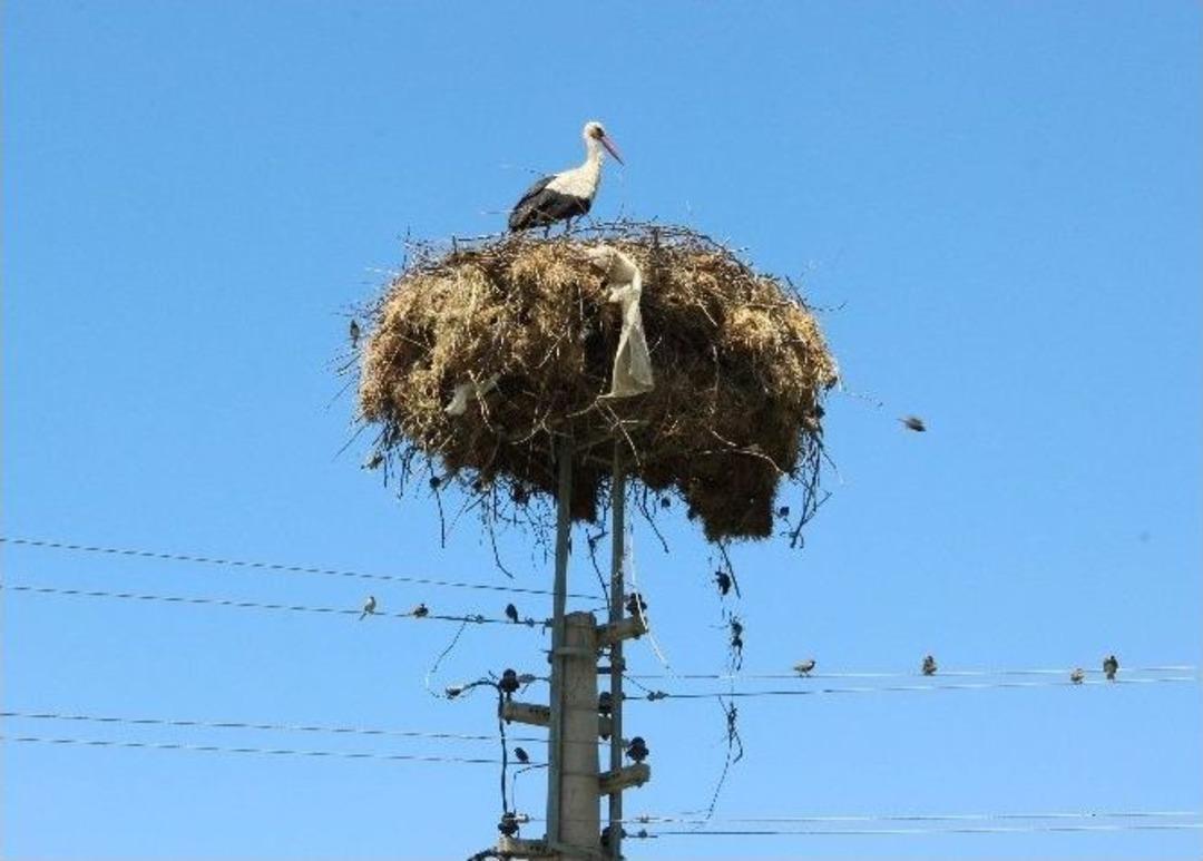 Leylekler Aydın&rsquo;da Ak&ccedil;ay Vadisini Tercih Ediyor