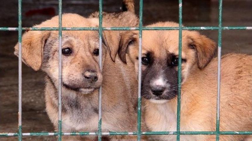 Onların Sağlığı &Ouml;nemli