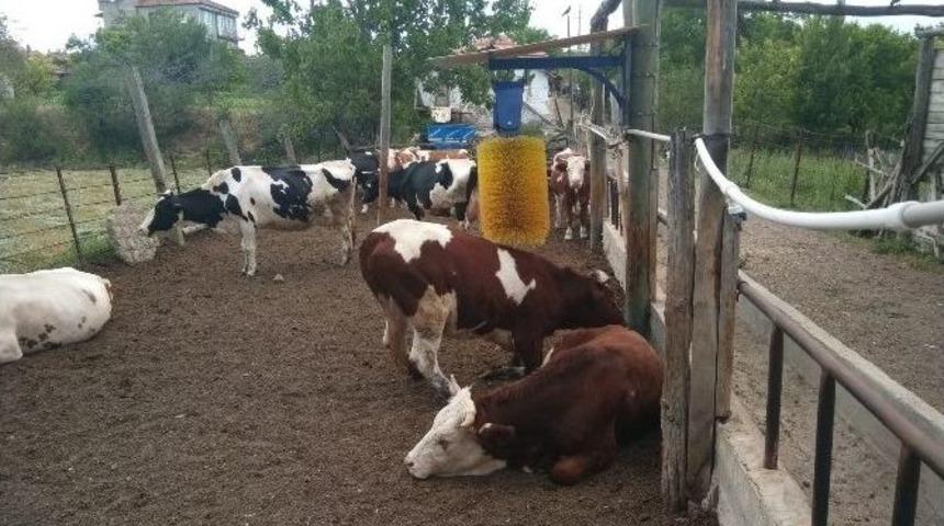 Bu Da Otomatik Tarak