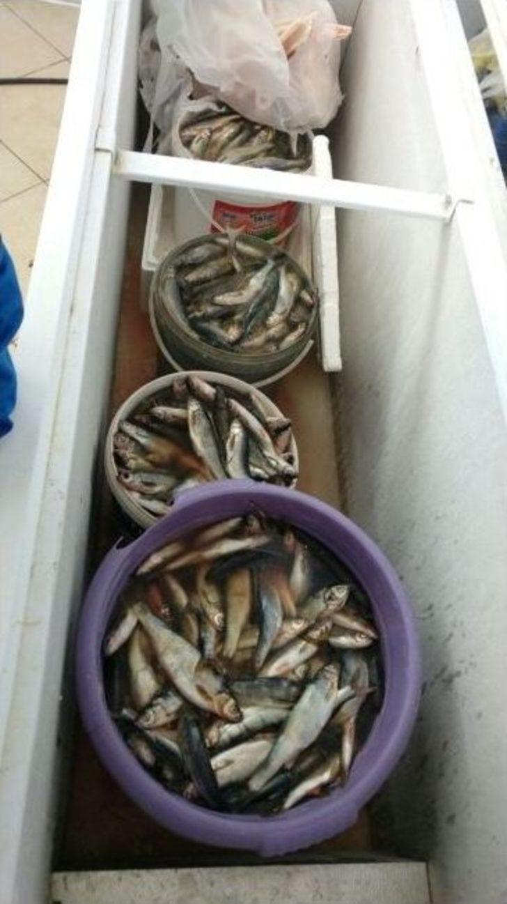 Van’da Kaçak Balık Denetimleri