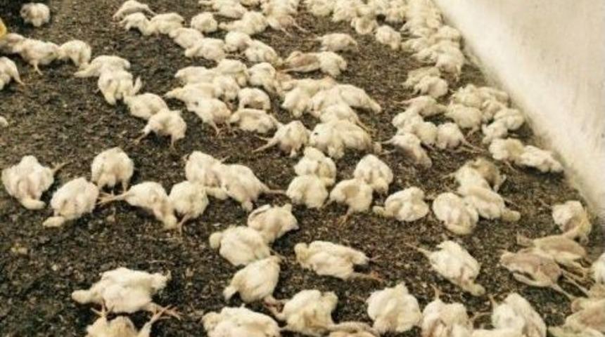 Havalandırma &Ccedil;alışmayınca 28 Bin Tavuk Telef Oldu