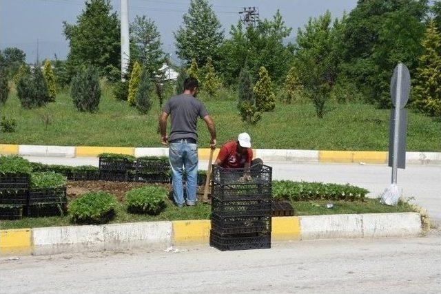 Yeşil Düzce Çiçeklerle Güzelleşiyor