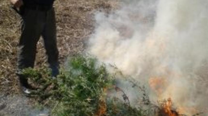 Ay&ccedil;i&ccedil;eği Tarlasında 110 Bin Hint Keneviri Ele Ge&ccedil;irildi