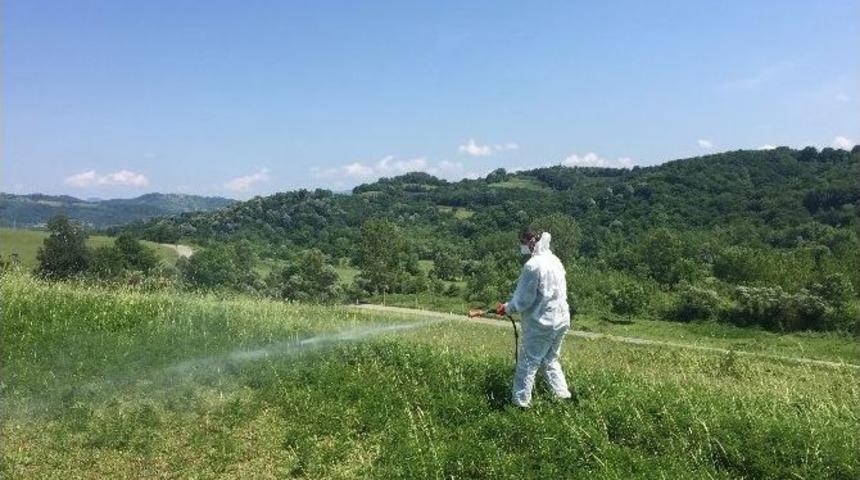 Bartın&rsquo;da &Ccedil;ekirge İle M&uuml;cadele &Ccedil;alışmaları Başladı
