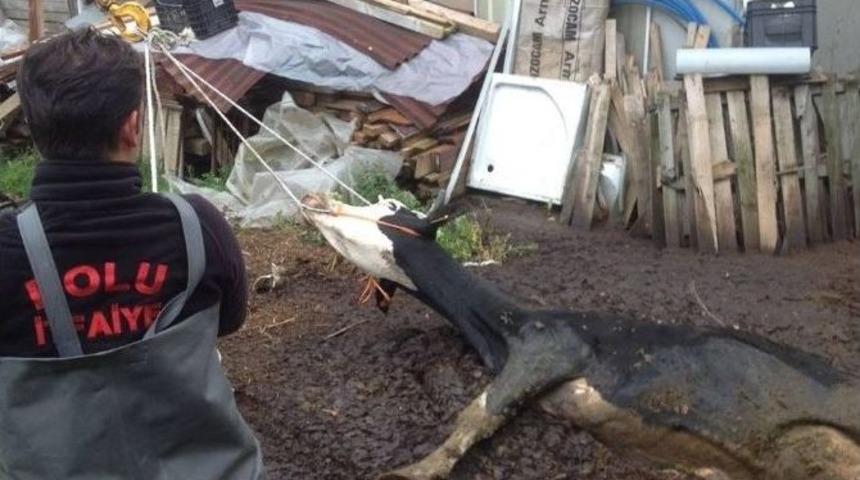 G&uuml;breliğe D&uuml;şen İneği İtfaiye Ekipleri Kurtardı