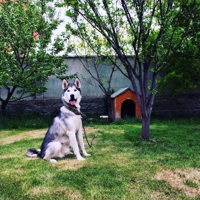 Kaybolan Köpeğini Bulana Ödül Vaadinde Bulundu