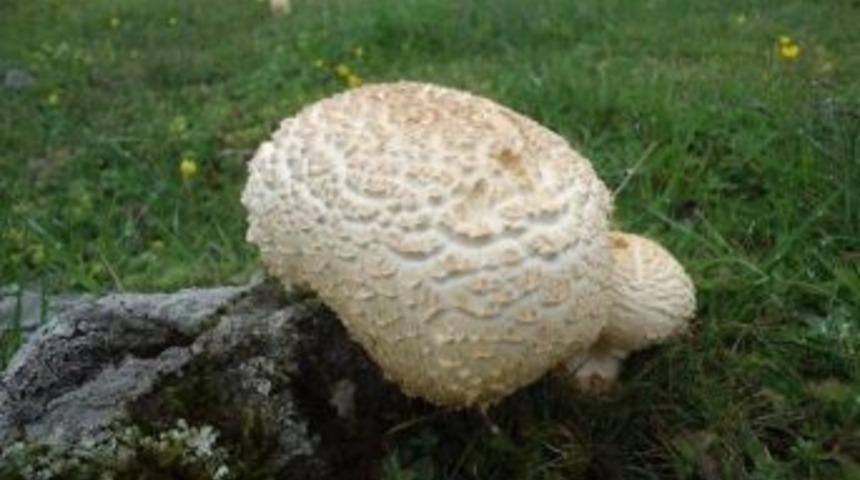 Mantar Zehirlenmesine Dikkat