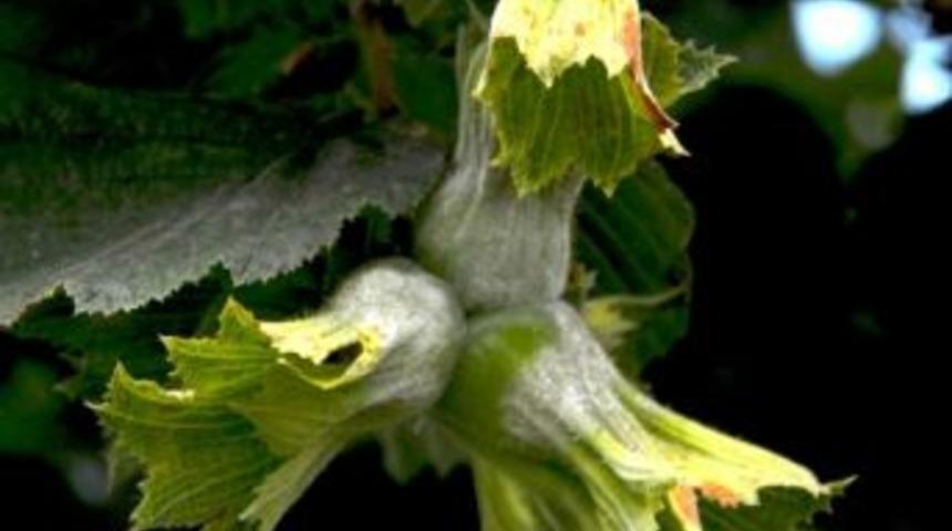 Fındıkta Küllenme Kanser Gibi Fındığı Tehdit Ediyor