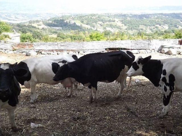 Kadirli’de Orköy Kredileri Sahiplerini Buluyor