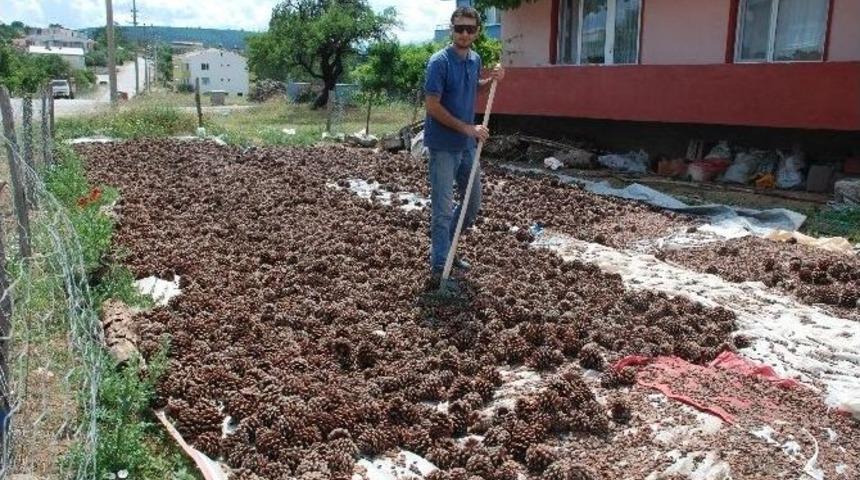 &Ccedil;am Fıstığı Hasadı Başladı