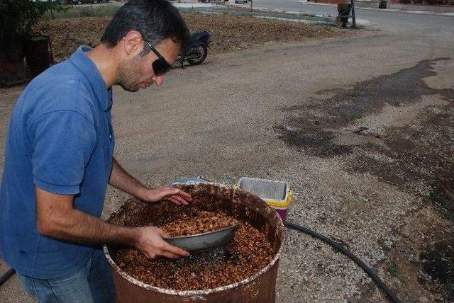 Çam Fıstığı Hasadı Başladı