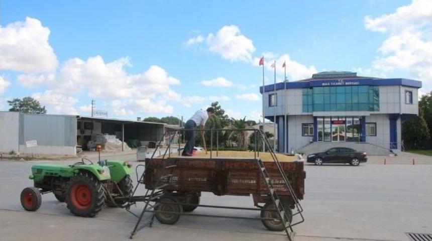 Biga&rsquo;da Sezonun İlk Mahsul&uuml; Satıldı
