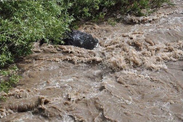 Yağmurlar Kars Çayını Taşırdı