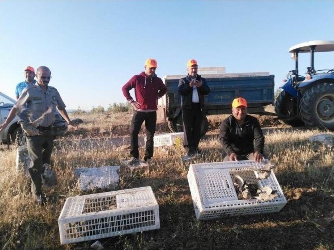 Kula&rsquo;da 2 Bin Keklik Doğa İle Buluştu