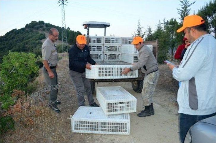 Kula’da 2 Bin Keklik Doğa İle Buluştu G1