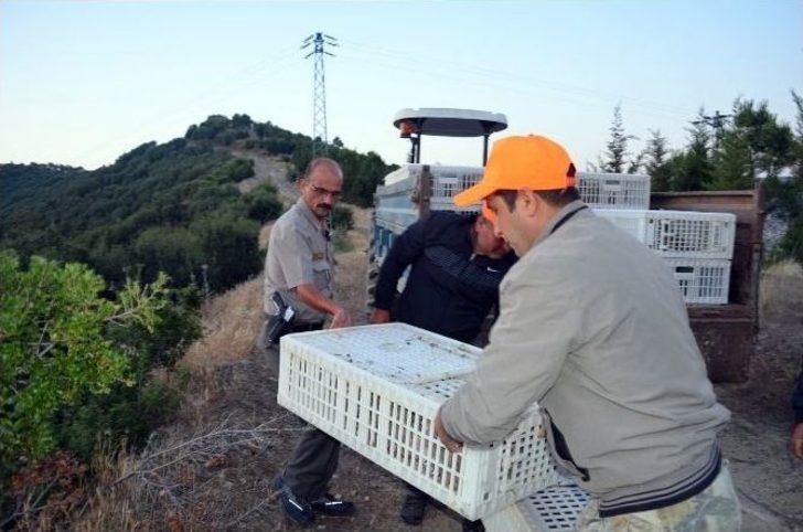 Kula’da 2 Bin Keklik Doğa İle Buluştu G2