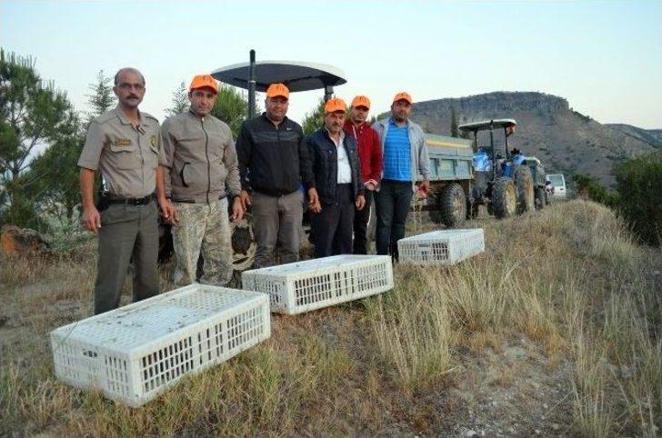 Kula’da 2 Bin Keklik Doğa İle Buluştu G3