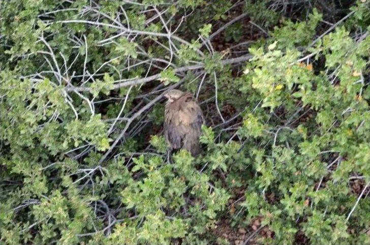 Kula’da 2 Bin Keklik Doğa İle Buluştu G4