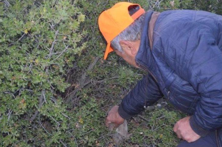 Kula’da 2 Bin Keklik Doğa İle Buluştu G5