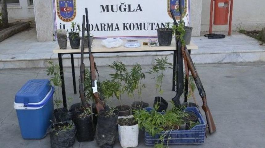 Saksıda Kenevir Yetiştirdi