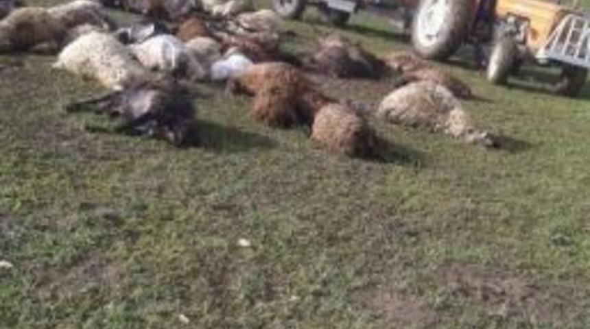 Yıldırım &Ccedil;arpan 36 Koyun Telef Oldu