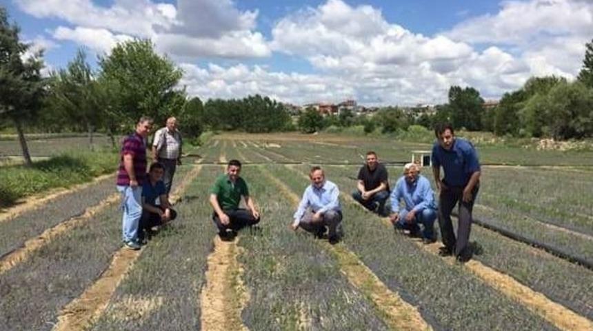 Sarıkoca, 3 Milyon Lavanta Fidesinin Dikildiği Arazide İncelemelerde Bulundu