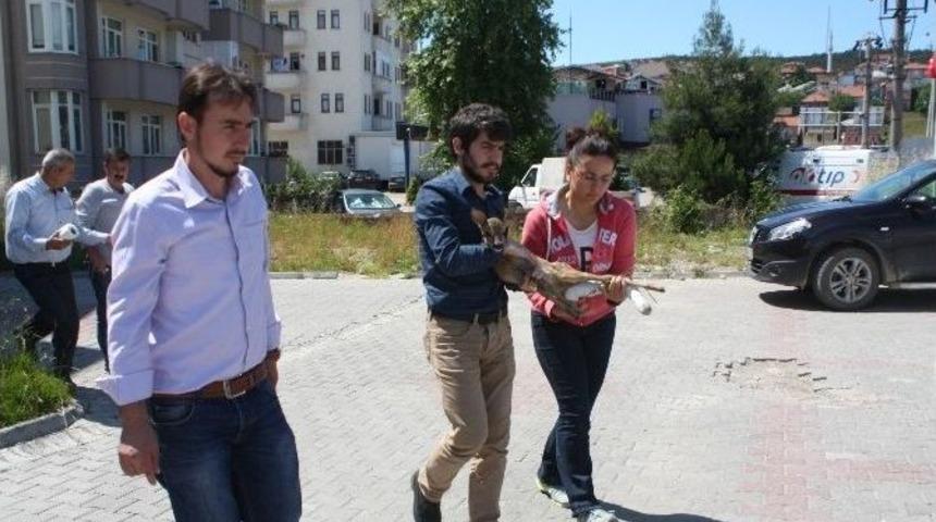 Yaralı Karaca Koruma Altına Alındı