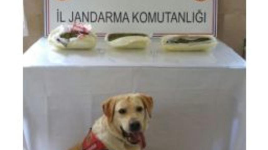 Jandarma Operasyonunda 2 Kilo 129 Gram Esrar Ele Ge&ccedil;irdi