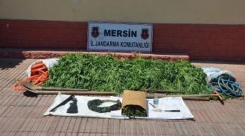 Mersin Jandarması, Kenevir Yetiştiricilerine G&ouml;z A&ccedil;tırmıyor